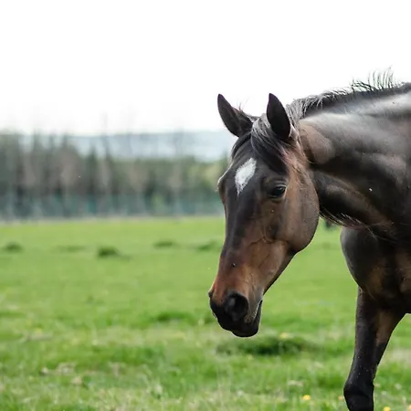 ゲストハウス Orlov Příbram